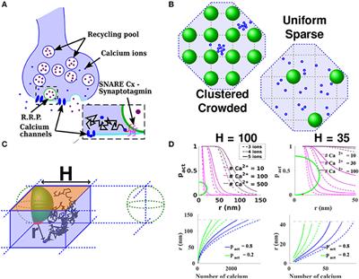 Frontiers | The First 100 Nm Inside The Pre-synaptic Terminal Where ...